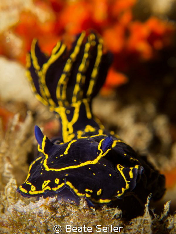 sea goddess by Beate Seiler 