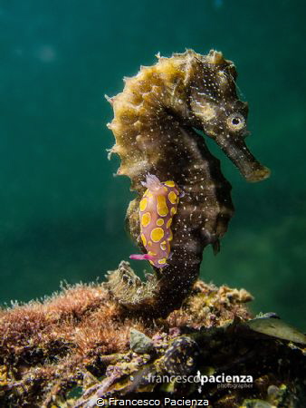 The odd couple. by Francesco Pacienza 