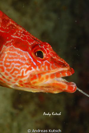 fish hooked on a lost line. freed and happy by Andreas Kutsch 