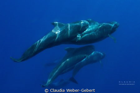 running with the crowd - pilot whales of Teneriffa by Claudia Weber-Gebert 