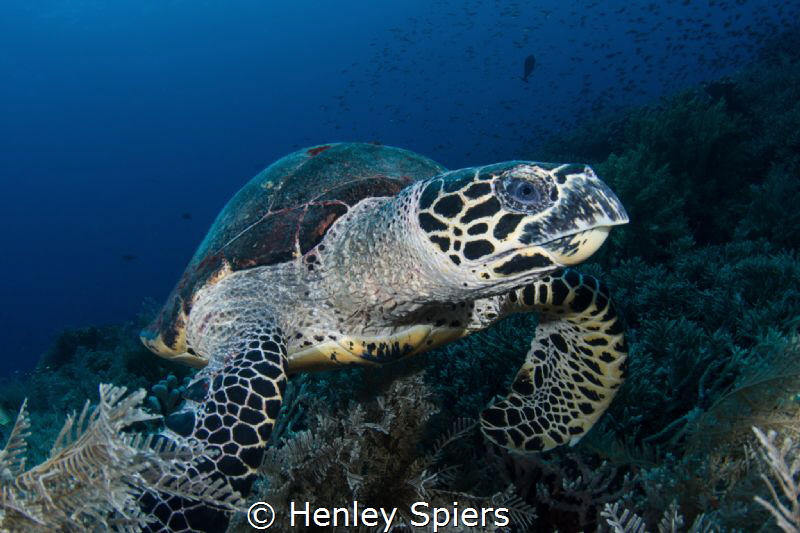Hawksbill Turtle Feeding Time by Henley Spiers 