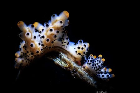 Face to face
Location :Tulamben Indonesias
Canon 5dsr
... by Yung Sen Wu 