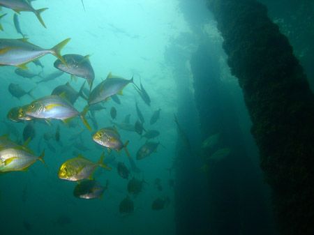 One Mile Jetty Carnarvon Western Australia by Brad Cox 