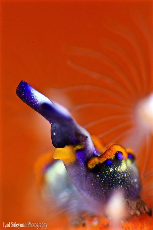 Flatworm by Iyad Suleyman 