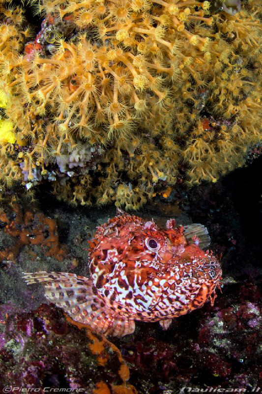 Scorpionfis and sea flowers by Pietro Cremone 