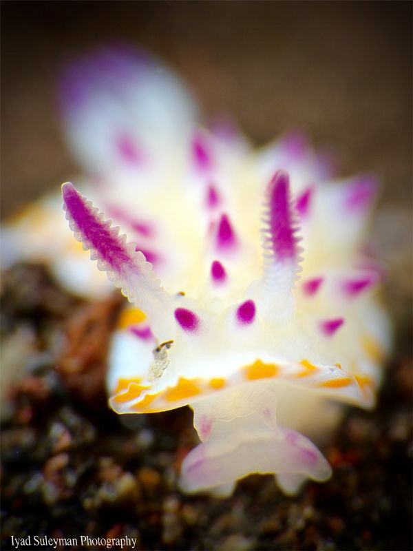 Nudibranch by Iyad Suleyman 