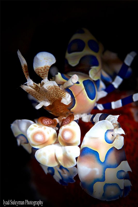 Harlequin Shrimp by Iyad Suleyman 