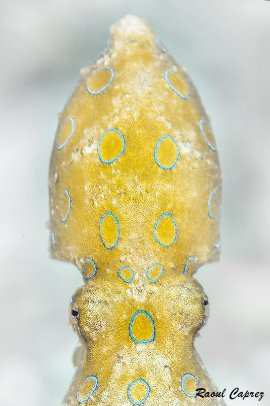 Golden Face by Raoul Caprez 