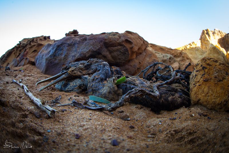 Plastic perils by Steven Miller 