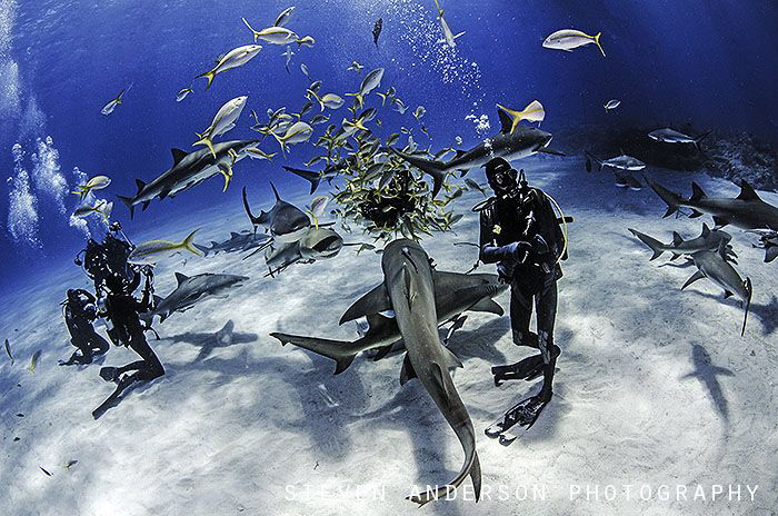 Tiger Beach .... My kind of divers playground with lots o... by Steven Anderson 