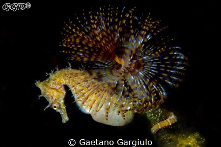 The groom with its nuptial bouquet by Gaetano Gargiulo 