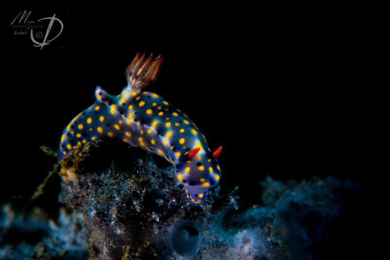 NU DI
One of the many in Lembeh by Mona Dienhart 