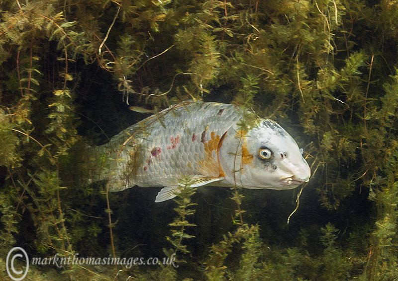 Zombie carp. by Mark Thomas 
