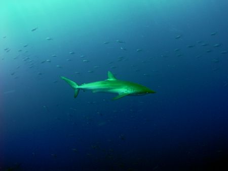 A silky shark deep off the wall of The Belize Barrier Reef. by Martin Spragg 