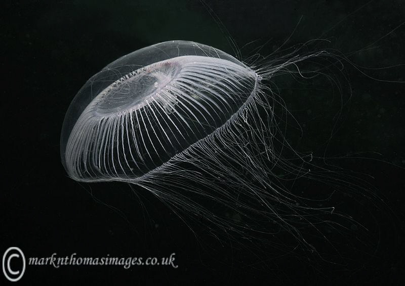 Hydromedusa. by Mark Thomas 