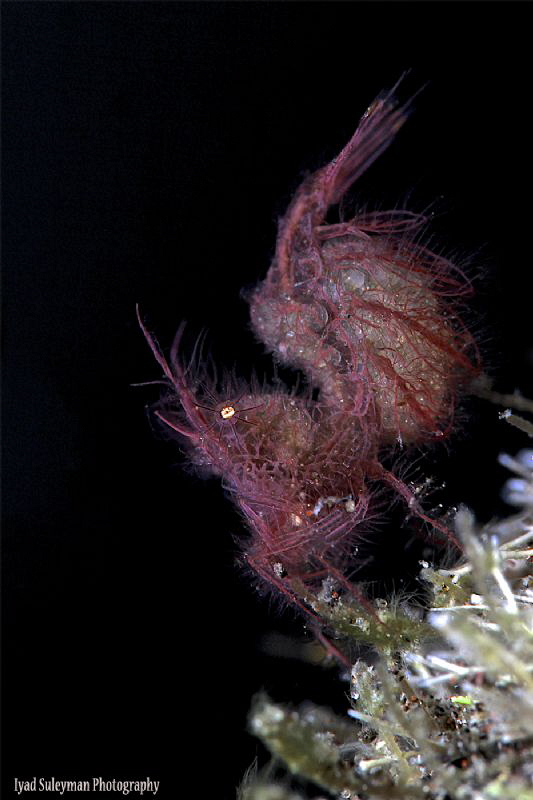 Hairy Shrimp by Iyad Suleyman 