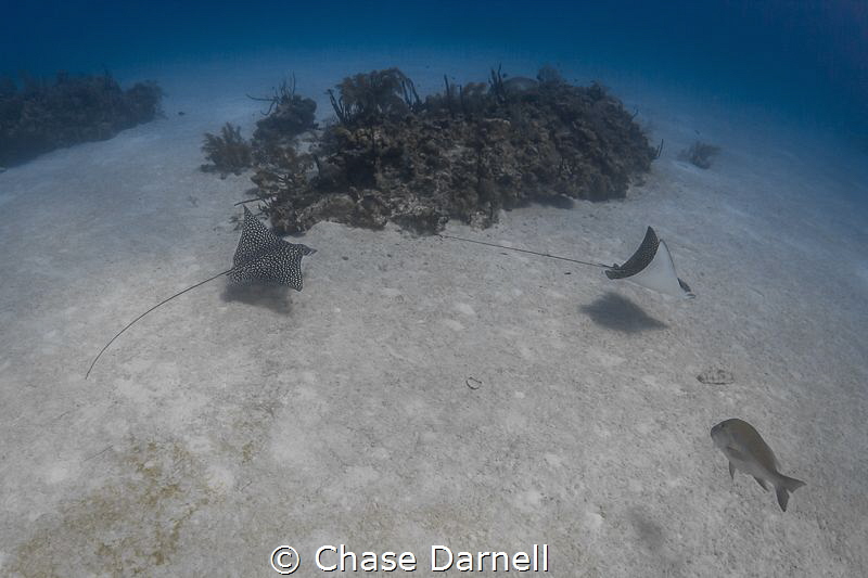 "Follow the Leader"
Nothing like a game of tag with some... by Chase Darnell 