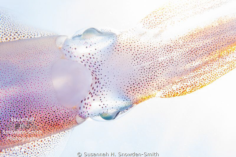 "Squid In High Key"
I spent about 1 1/2 hrs with some pl... by Susannah H. Snowden-Smith 