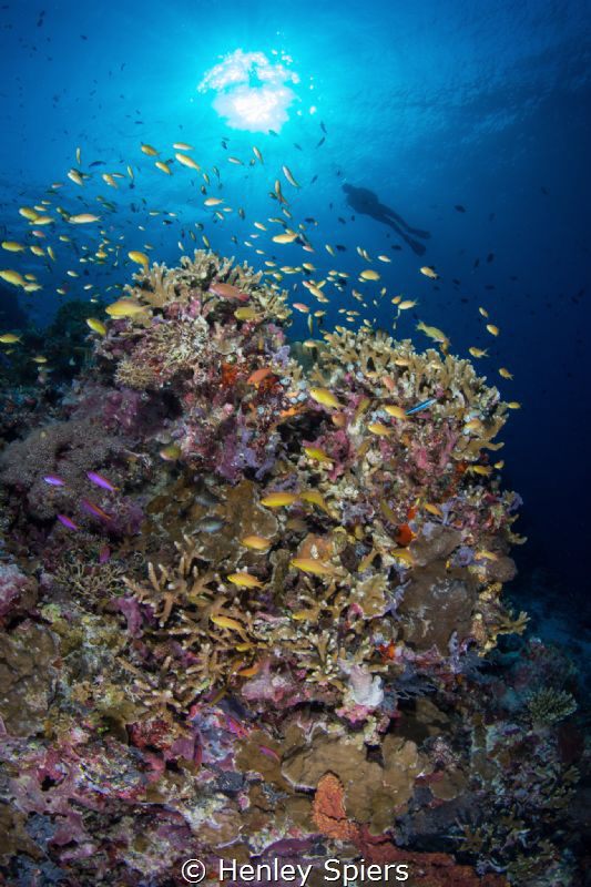 The Healthiest Reef by Henley Spiers 