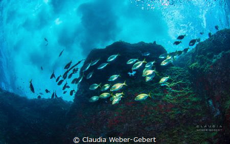 flying around the rocks......... by Claudia Weber-Gebert 