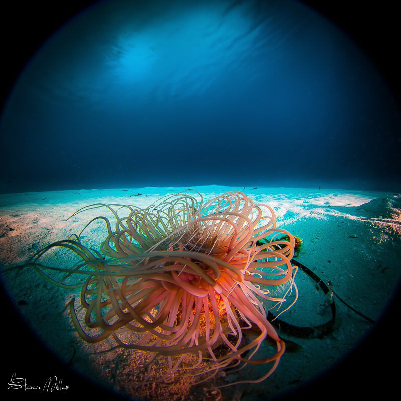Shots taken of a subject between 3 inches and 1 foot (7.5... by Steven Miller 
