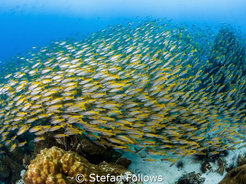 Accompaniment

Big Eye Snapper - Lutjanus lutjanus

A... by Stefan Follows 