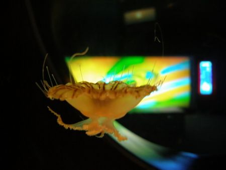 Taken in Siam Ocean World in Bangkok by Gordana Zdjelar 