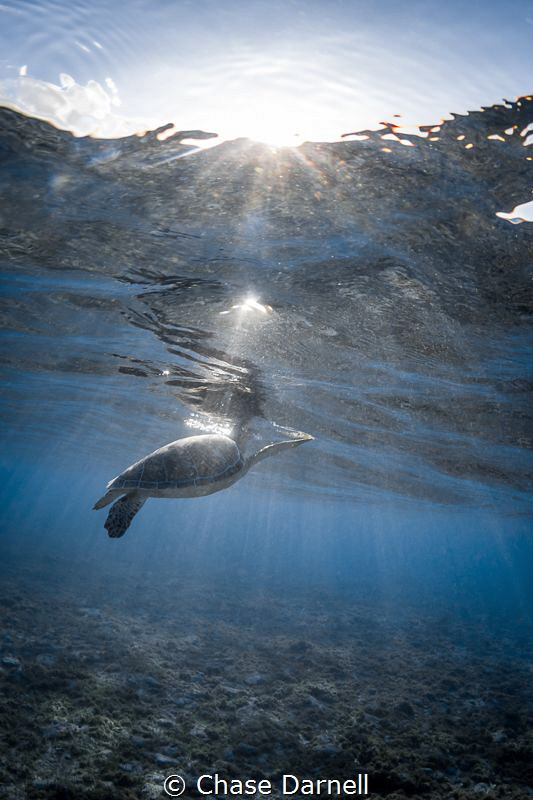 "Sparkling Breaths"
A Green Turtle surfaces for a breath... by Chase Darnell 
