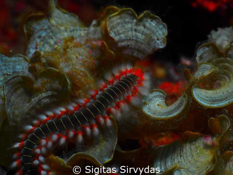 Fireworm by Sigitas Sirvydas 