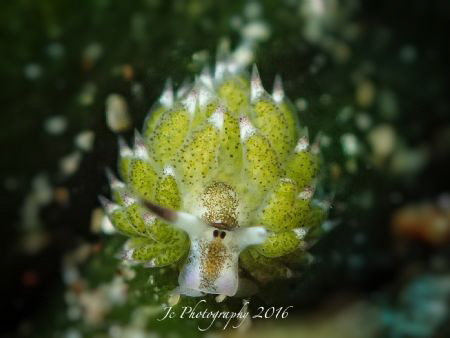 Sheep Nudibranch by Khow Jin Chee 