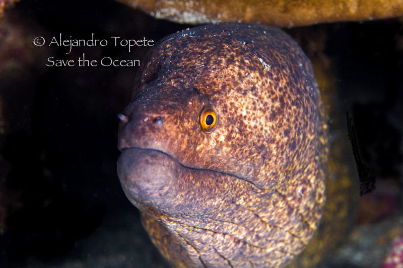Gold Morey,Cocos Island Costa Rica by Alejandro Topete 