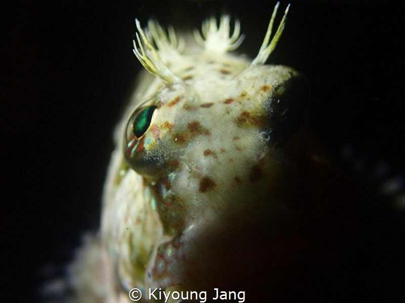 Blenny, Cebu, Philippines. by Kiyoung Jang 