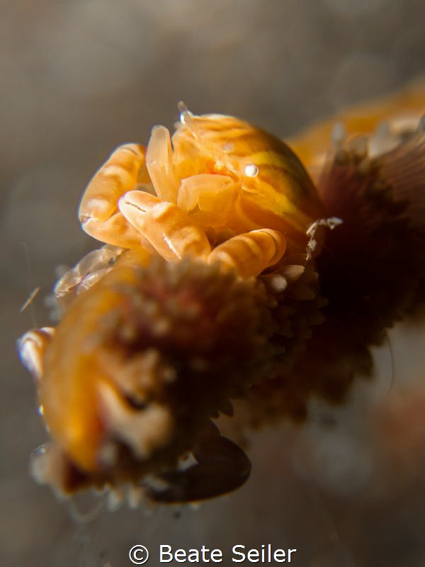 Softcoral crab on a night dive by Beate Seiler 