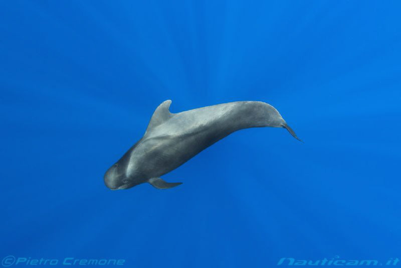 Pilot whale by Pietro Cremone 
