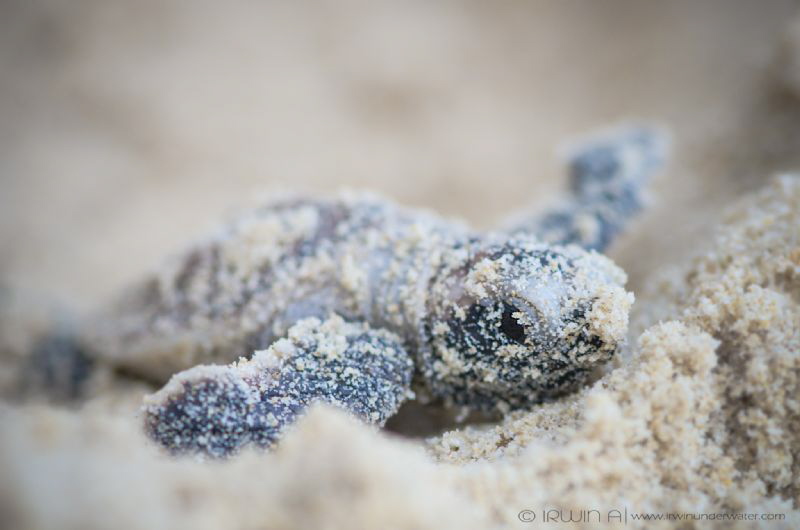 H E L L O . W O R L D  
Baby Hawksbill sea turtle (Eretm... by Irwin Ang 