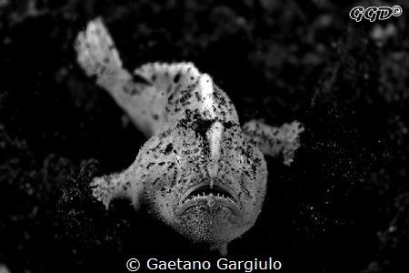 if the booghey man would have children they would look al... by Gaetano Gargiulo 