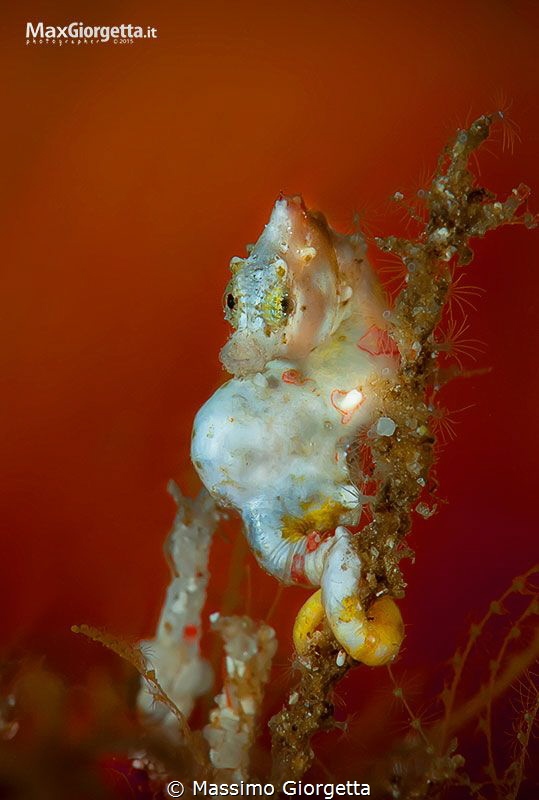 Pigmy seahorse pontohi by Massimo Giorgetta 
