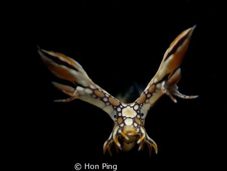 Nudibranch : Bornella Anguilla. by Hon Ping 