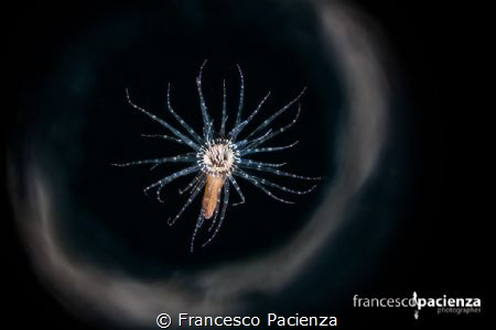 In the galaxy. by Francesco Pacienza 