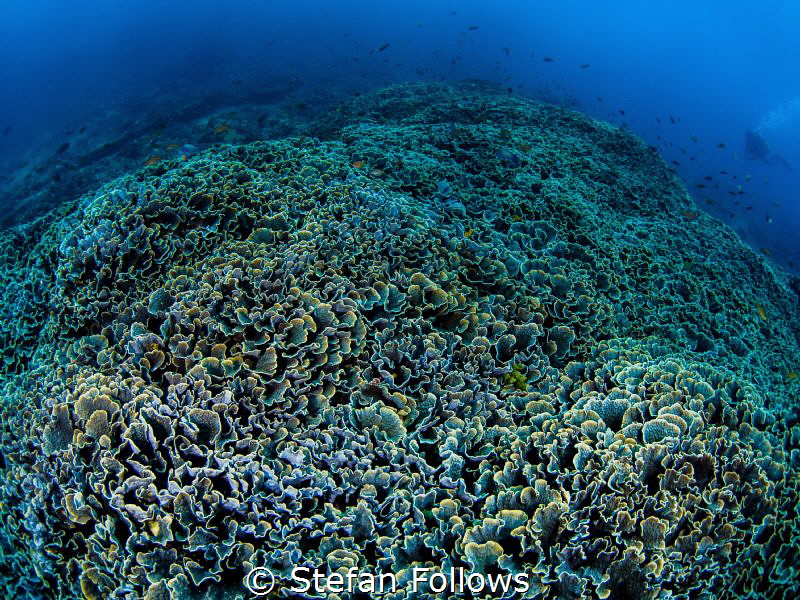 Cabbage Patch ... !

Gilli Mimpang, Bali by Stefan Follows 