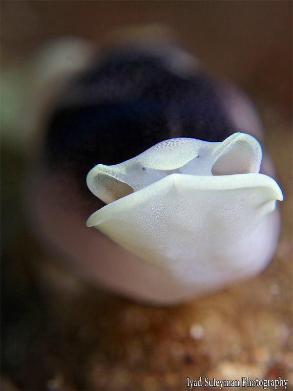 See Slug by Iyad Suleyman 