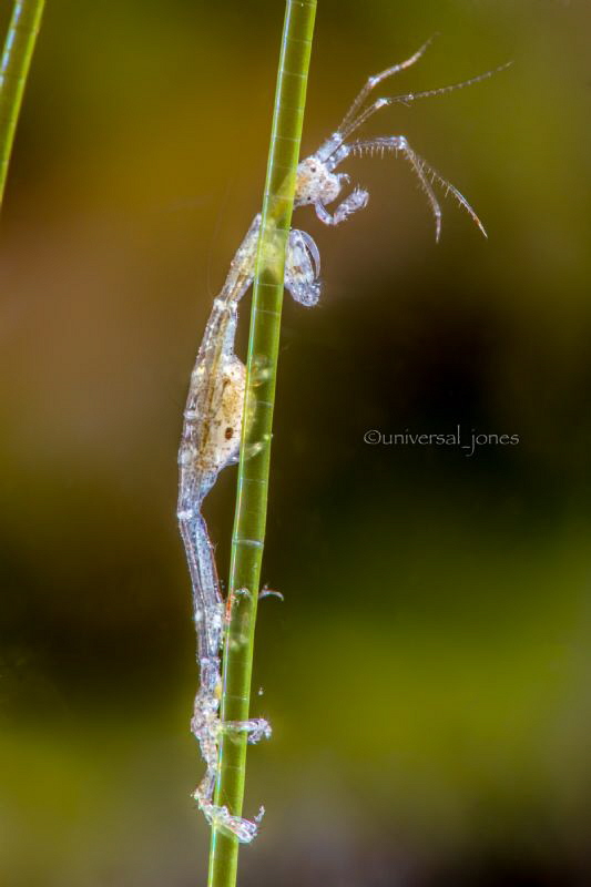 Caprella sp. by Wayne Jones 