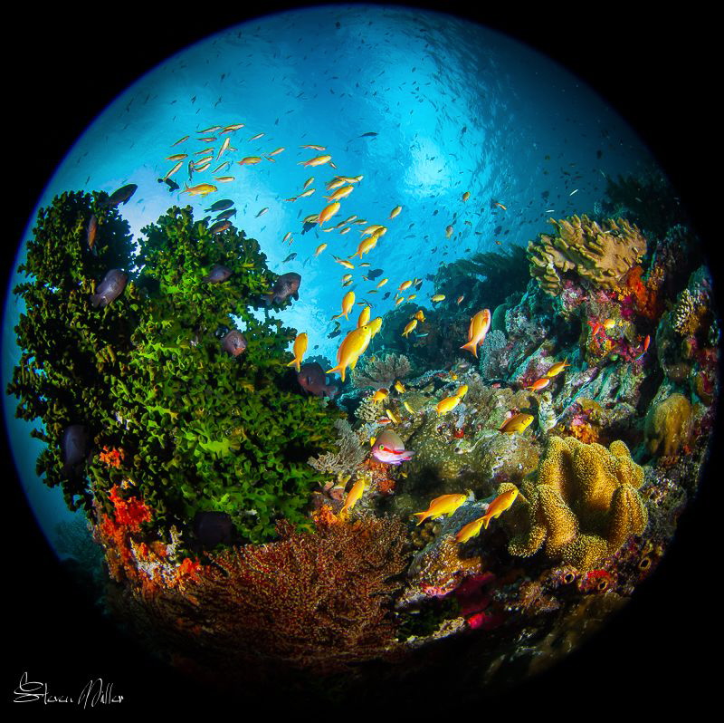 Little Jewels by Steven Miller 