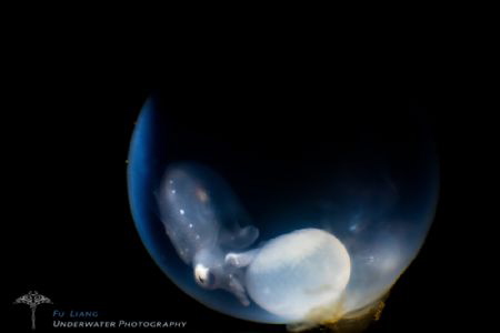 Ready to born by Liang Fu 