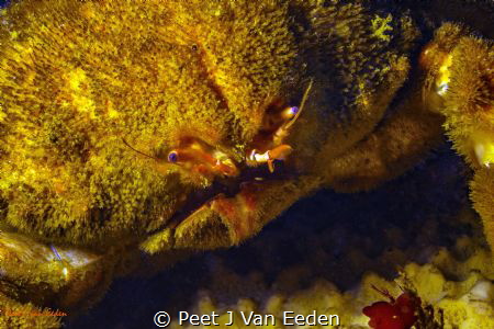 The face of a warrior- The Sumo Crab by Peet J Van Eeden 