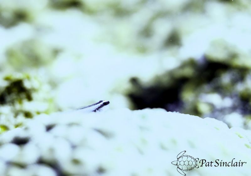 I came across this neon goby sitting out in the bright su... by Patricia Sinclair 