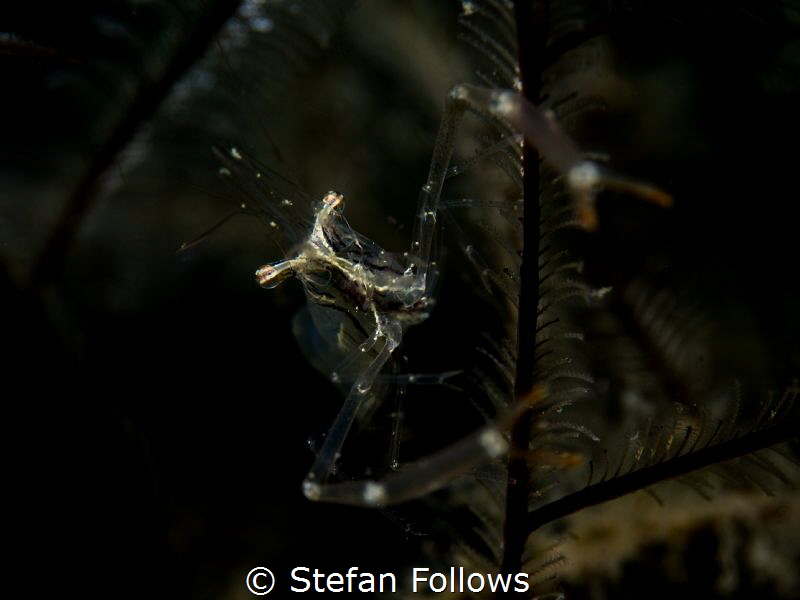The Dark Places

Black and Silver Cuapetes Shrimp - Cua... by Stefan Follows 