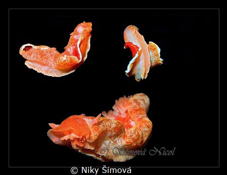dancing by Niky Šímová 