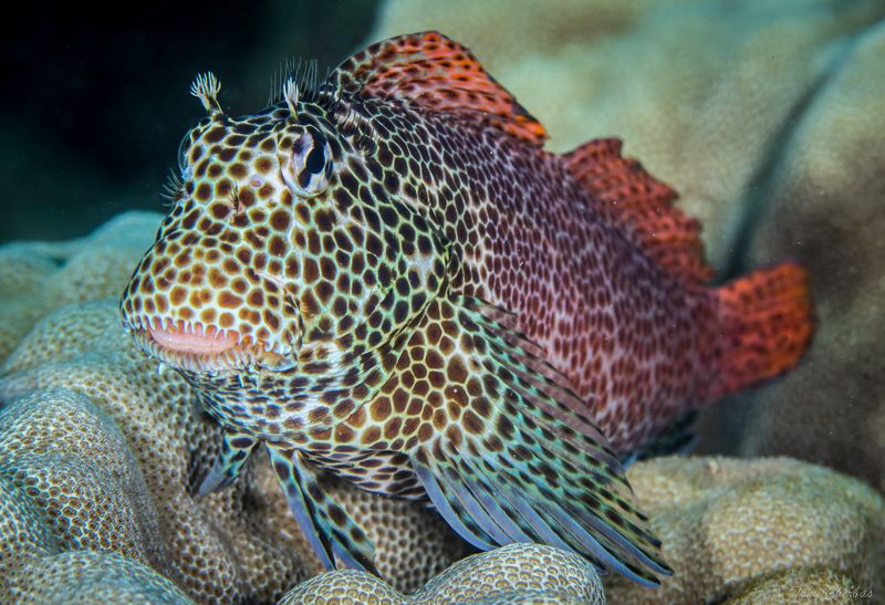 The Elusive Leopard Blenny by Tony Cherbas 