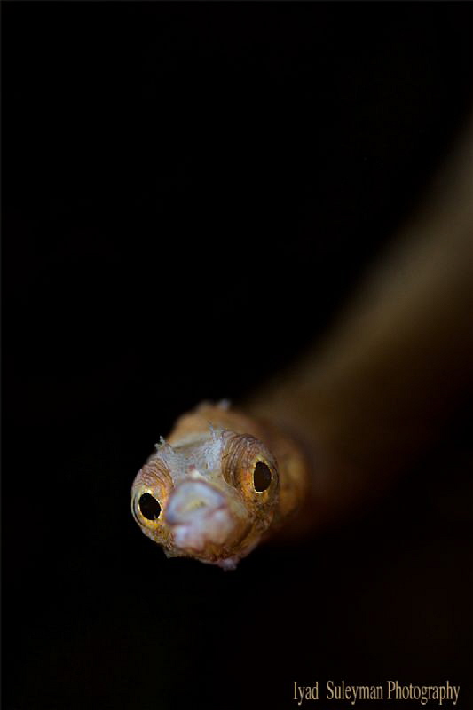 Pipefish Seahorse by Iyad Suleyman 